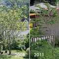 Eastern Redbud Trimmed