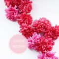 Carnations: Nature's Pom Poms