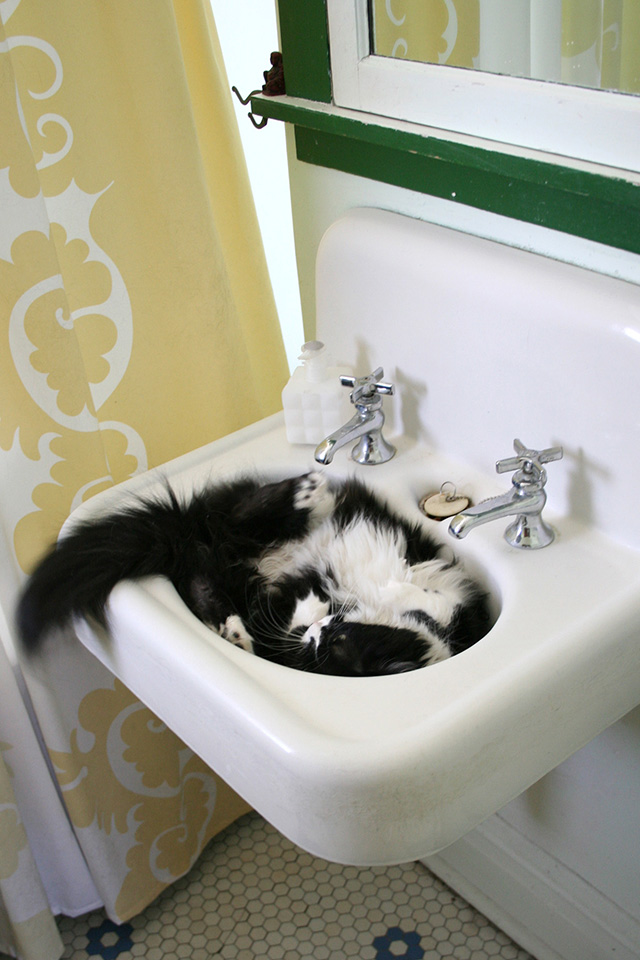 Kitty in the Sink