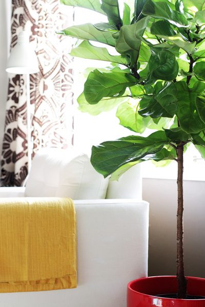 Fiddle Leaf Fig Tree