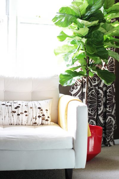 A Fiddle-Leaf Fig Tree in Making it Lovely's Library