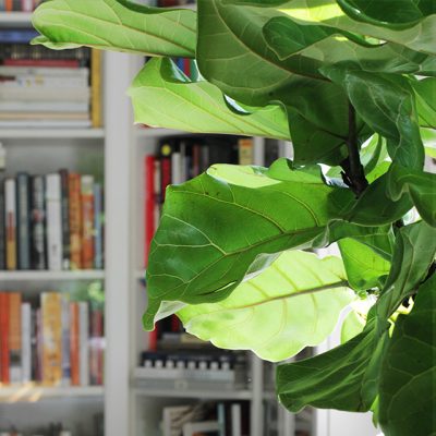 Fiddle Leaf Fig Leaves