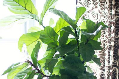 Fiddle Leaf Fig