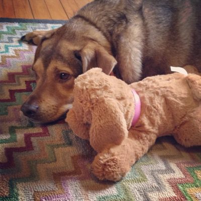 Murray and the Toy Doggy