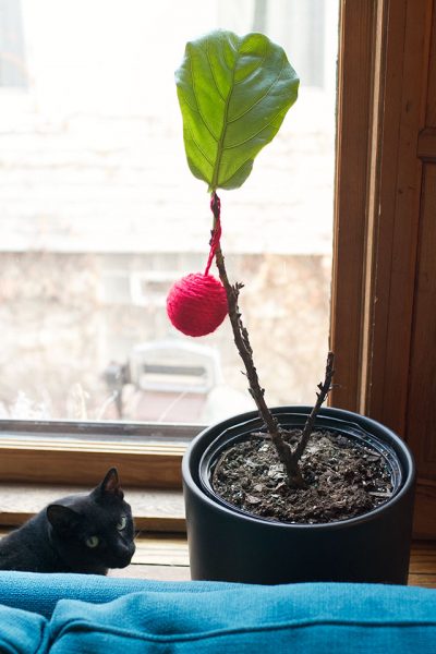 Festive Fiddle Leaf Fig