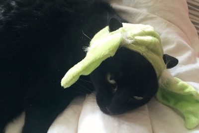 Yoda Ears on the Cat