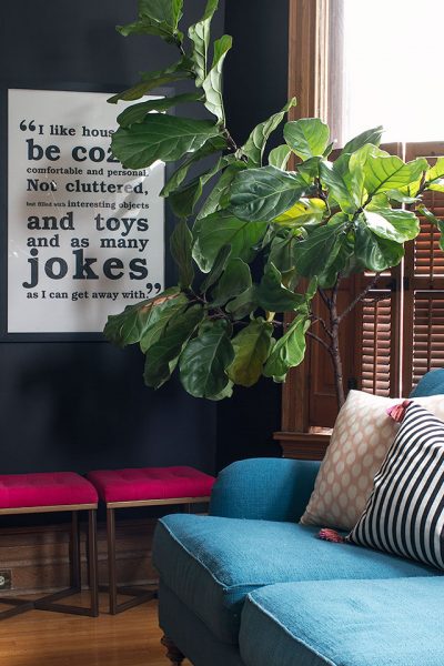 Black Walls, Fiddle Leaf Fig #makingitlovely