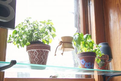 Herbs in the Kitchen Window