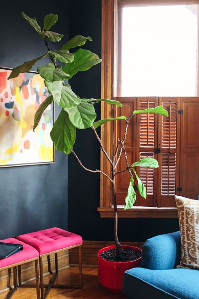 Fiddle Leaf Fig