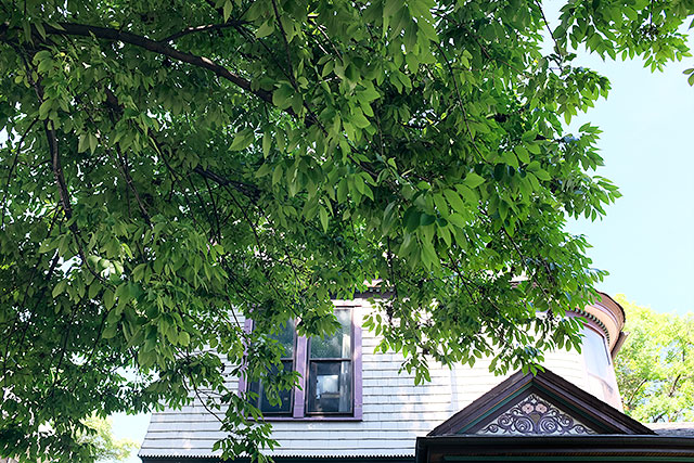 Ash Tree