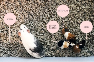 Speedy, Butterscotch, Cute-Cute, and Noisy