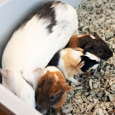 Guinea Pig Mom and Babies