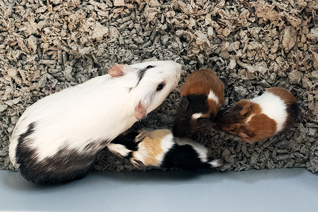 Guinea Pig Family