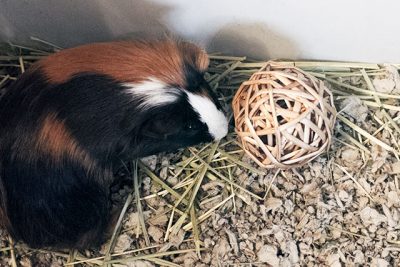 Guinea Pig, "Gingerbread"