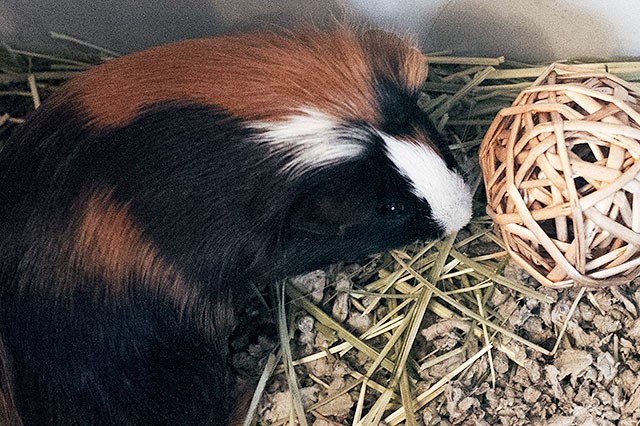 Gingerbread the Guinea Pig
