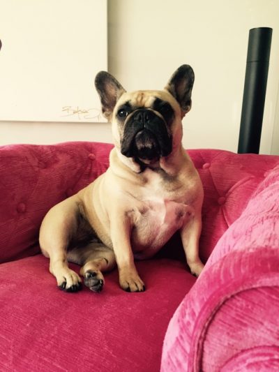 David Bromstad's Adorable Dog on a Pink Chair in His Home