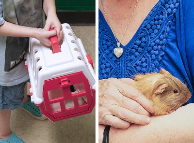 Cute-Cute, the Guinea Pig, Goes to School