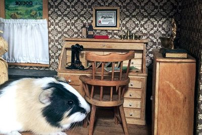 Butterscotch the Guinea Pig in a Dollhouse