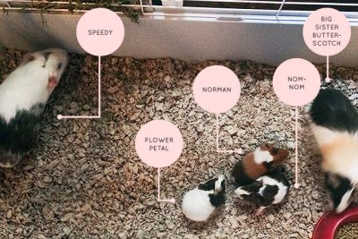 Baby Guinea Pigs