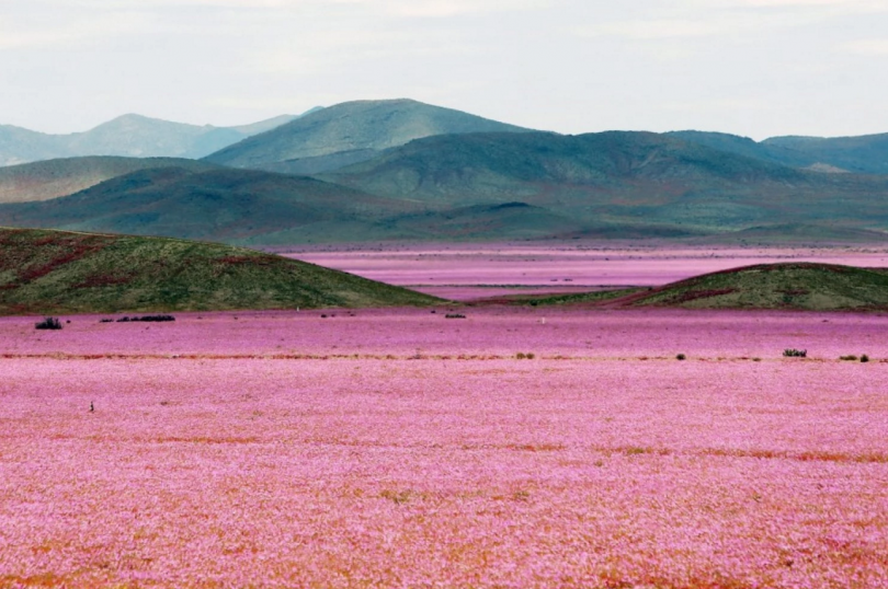 Pink Flowers Bloom in a Chilean Desert