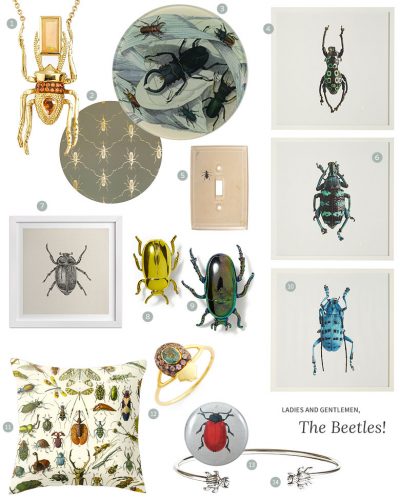 Meet the Beetles
