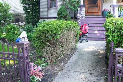 Cutting Back Overgrown Boxwoods