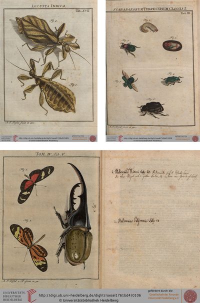 Antique Illustrations of Insects from the 1700s by Rösel Von Rosenhof
