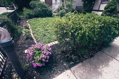 Hard-Pruned Boxwoods, Year Two