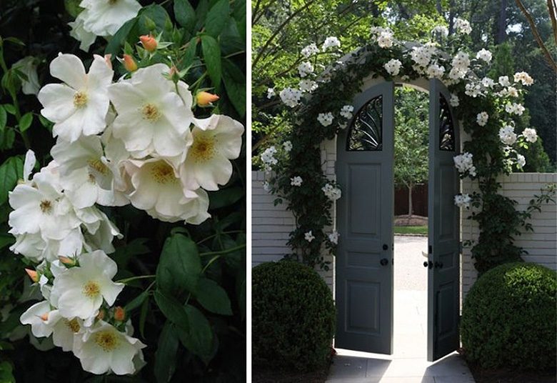 Garden Arch Covered in Roses