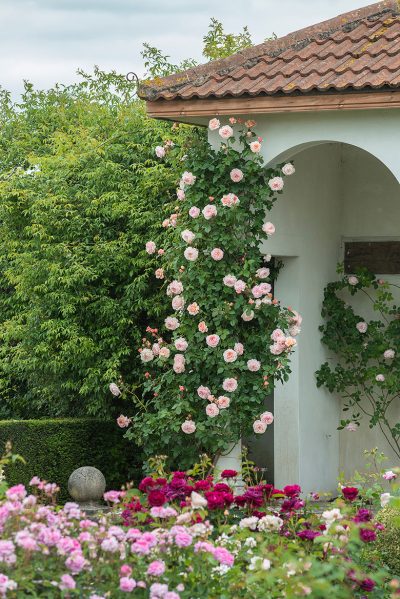 David Austin English Rose - A Shropshire