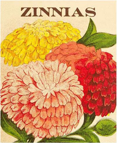 USPS Vintage Seed Packet Stamps - Zinnia