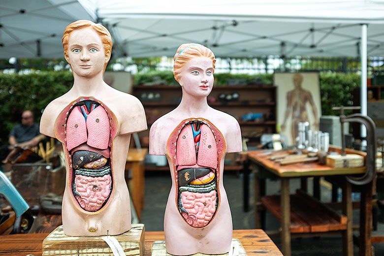 Vintage Anatomical Models
