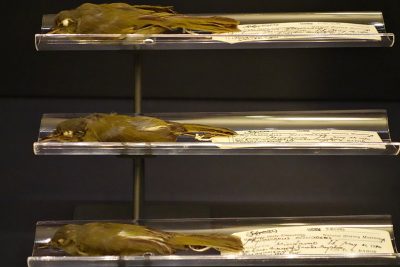 Smithsonian Color and Stuffed Warbler Birds, Photo by Allison Meier for Hyperallergenic