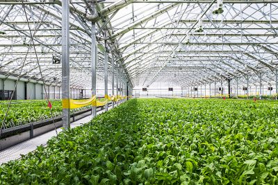 Gotham Greens' greenhouse, above method's Southside Soapbox in Chicago