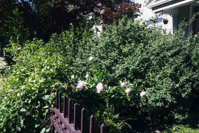 Autumn Sweet Clematis, Pink Peonies, Boxwood, and a Giant Mystery Bush