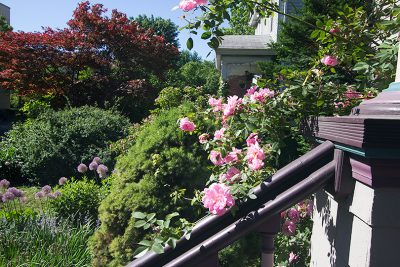 John Davis Climbing Rose