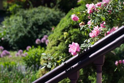 John Davis Climbing Rose