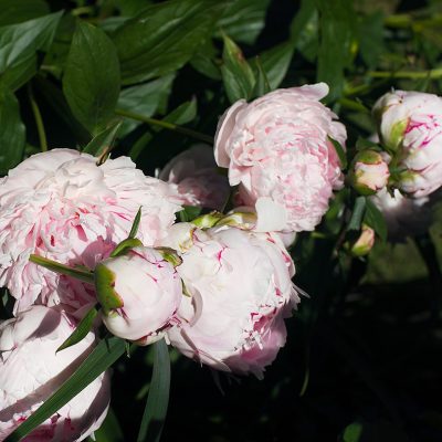 Pink Peonies