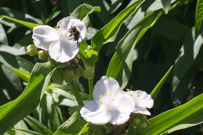 White Flowers and a Bee