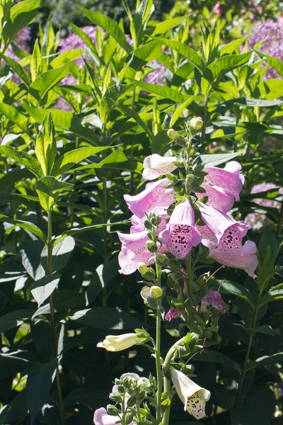Foxglove