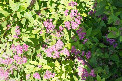 Spirea