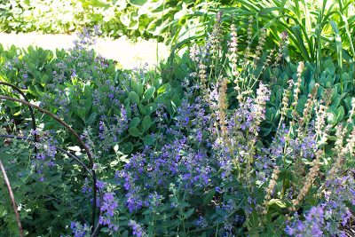 Catmint, Sedum, and Daylilies