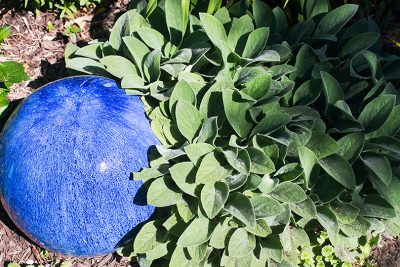 Lamb's Ear and a Blue Gazing Ball