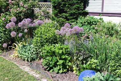 Perennial Border