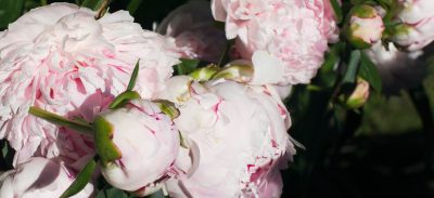 Pink Peonies | Making it Lovely