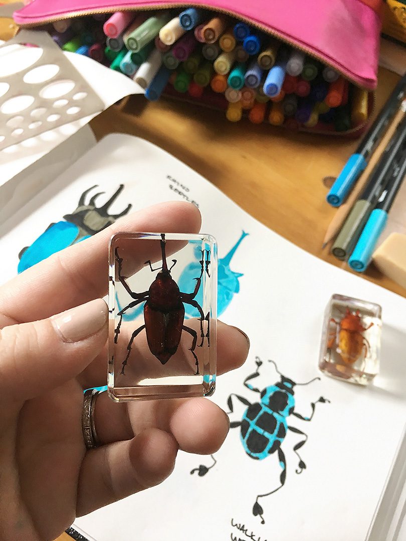 Drawing from a Weevil Specimen | Making it Lovely