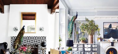 Decorating with Peacock Taxidermy