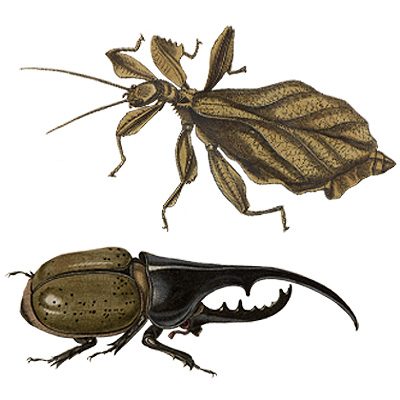 DIY Insect Art (Free Download), Making it Lovely