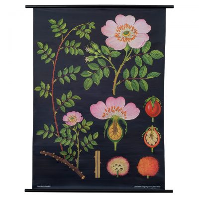 Dog Rose Botanical Print Poster