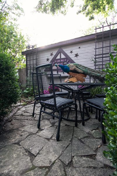 Stori Modern Memoir Dining Collection. Plus a Peacock.